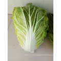 New Crop Fresh Chinese Cabbage